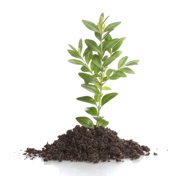 plant Origino Origino